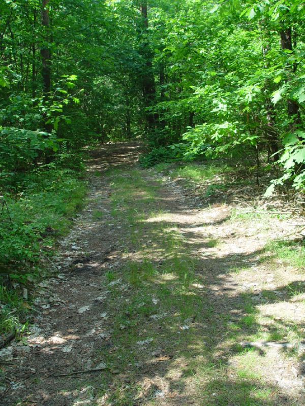 Sobibor path 2 barb wire can still be found along these paths